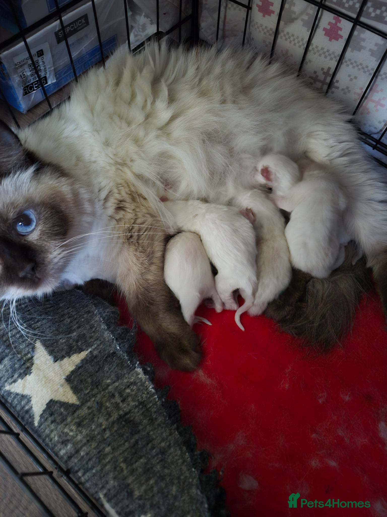 Ragdoll cats Chocolate point and blue point ragdoll kittens - Advert 6