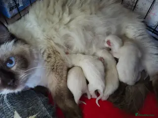 Ragdoll cats Chocolate point and blue point ragdoll kittens - Advert 6