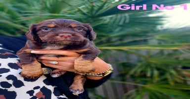 Cocker Spaniel dogs - Advert 5