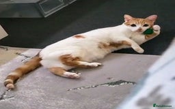 Domestic Shorthair cats for sale: Bella - Advert 5