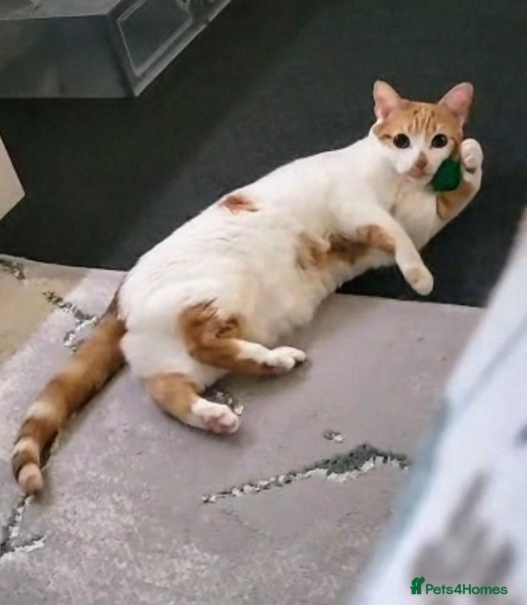 Domestic Shorthair cats for sale: Bella - Advert 5