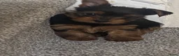 Yorkshire Terrier dogs for sale: 3 female Yorkies.Dad KC registered,Mum pedigree - Advert 23