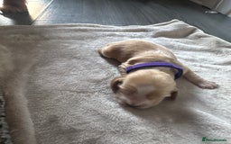 Cocker Spaniel dogs for sale: Stunning KC show cocker spaniels  - Image 12