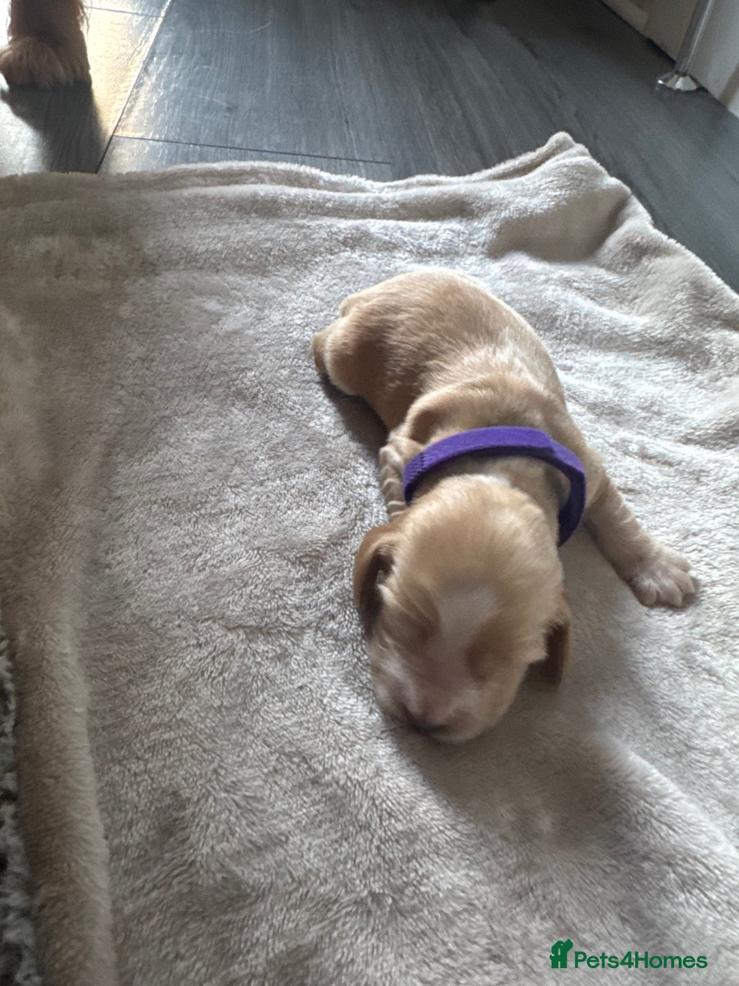 Cocker Spaniel dogs for sale: Stunning KC show cocker spaniels  - Image 12