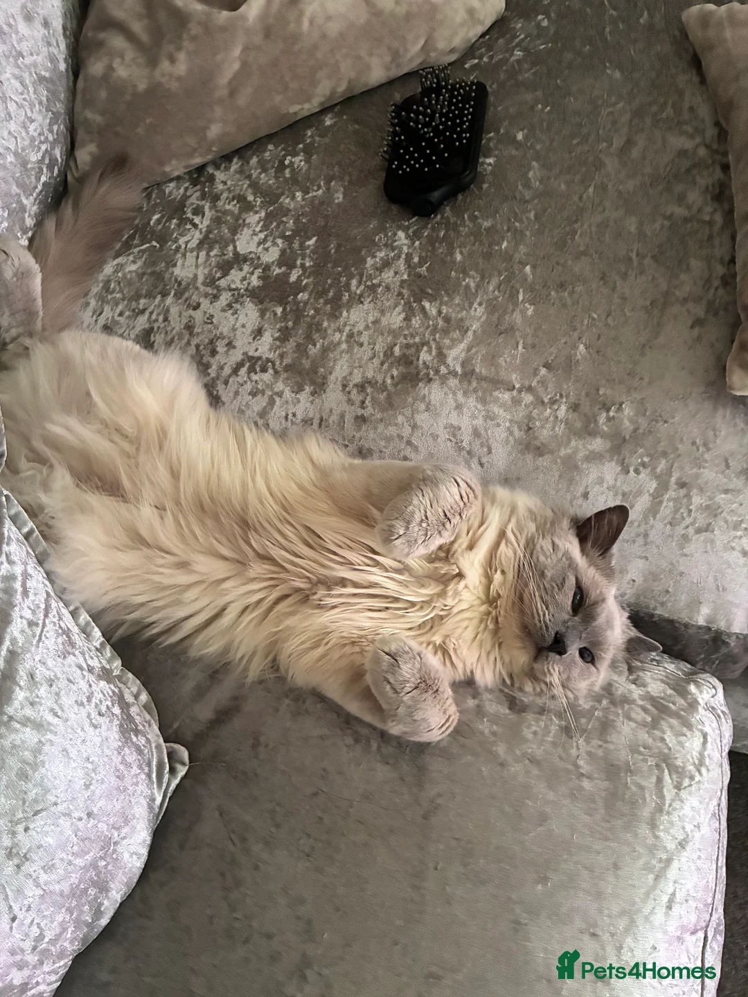 Ragdoll cats for sale: Cloudy the ragdoll  in Edinburgh - Advert 1