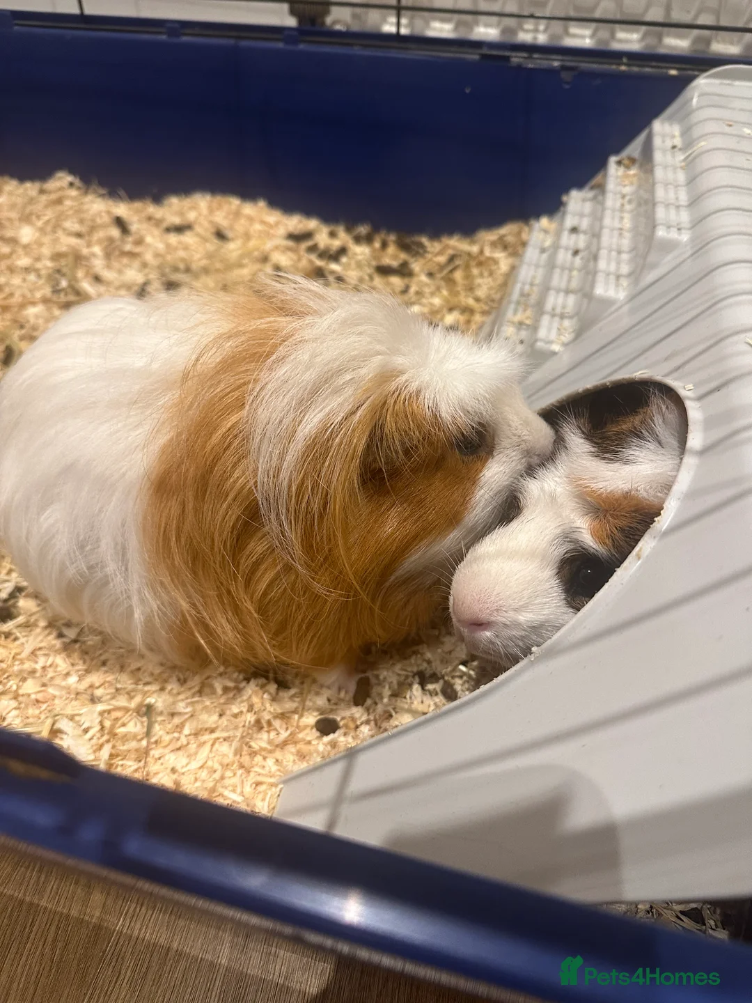 Guinea Pig rodents for sale: Guinea pigs in London - Advert 7