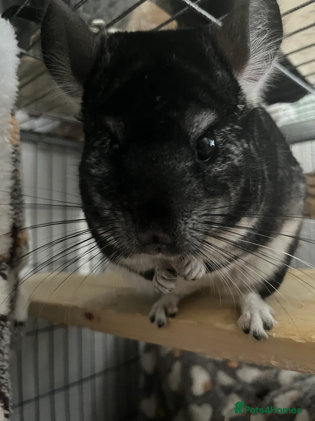 Chinchilla rodents for sale: 2 female mother and daughter chinchillas  in Shrewsbury - Advert 2