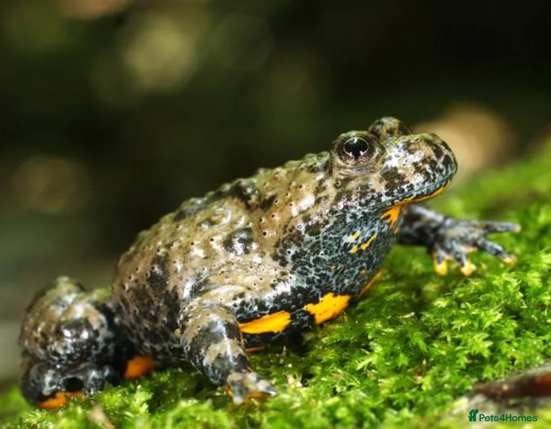 Frog reptiles for sale:  toad froglets  - Advert 2