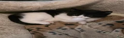 Mixed Breed cats for sale: Gorgeous little oreo for sale - Advert 6