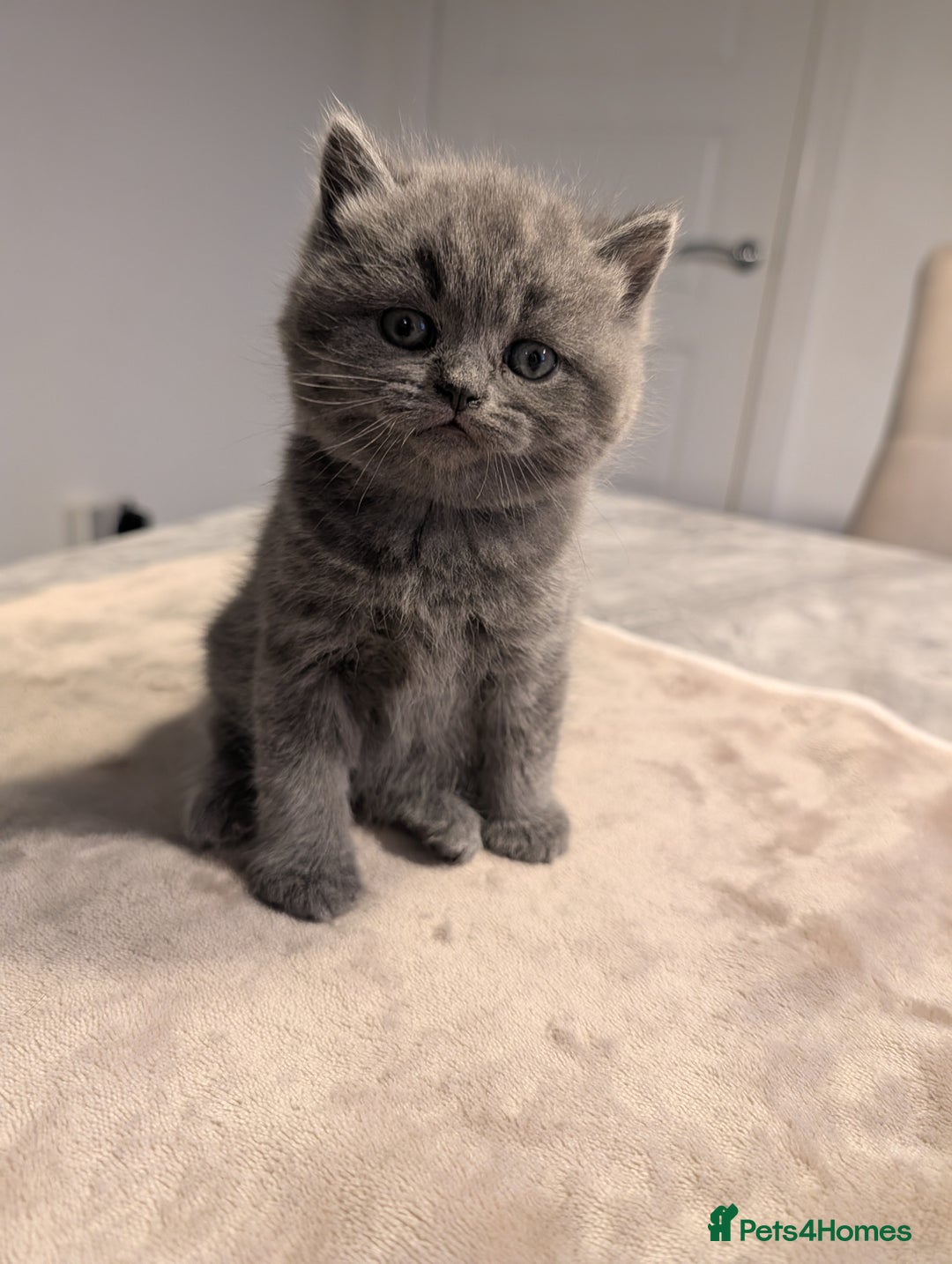 British Shorthair cats for sale: Adorable purebred British shorthair kittens - Advert 5