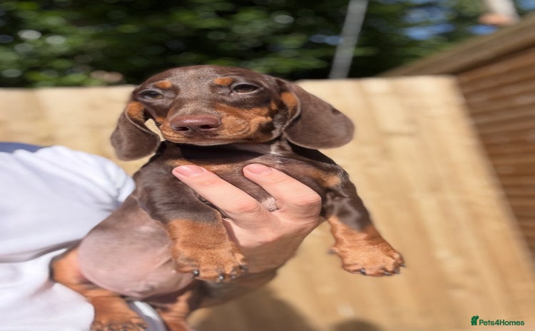 Miniature Dachshund dogs - Advert 1