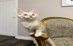 Maine Coon cats for sale: Maine Coon Kittens with Elite Heritage 🌟🌟🌟🌟🌟 - Image 10