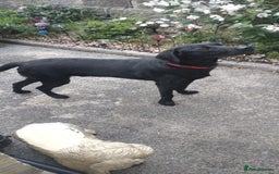Labrador Retriever dogs for sale:  9 month old Black labrador male - Image 3