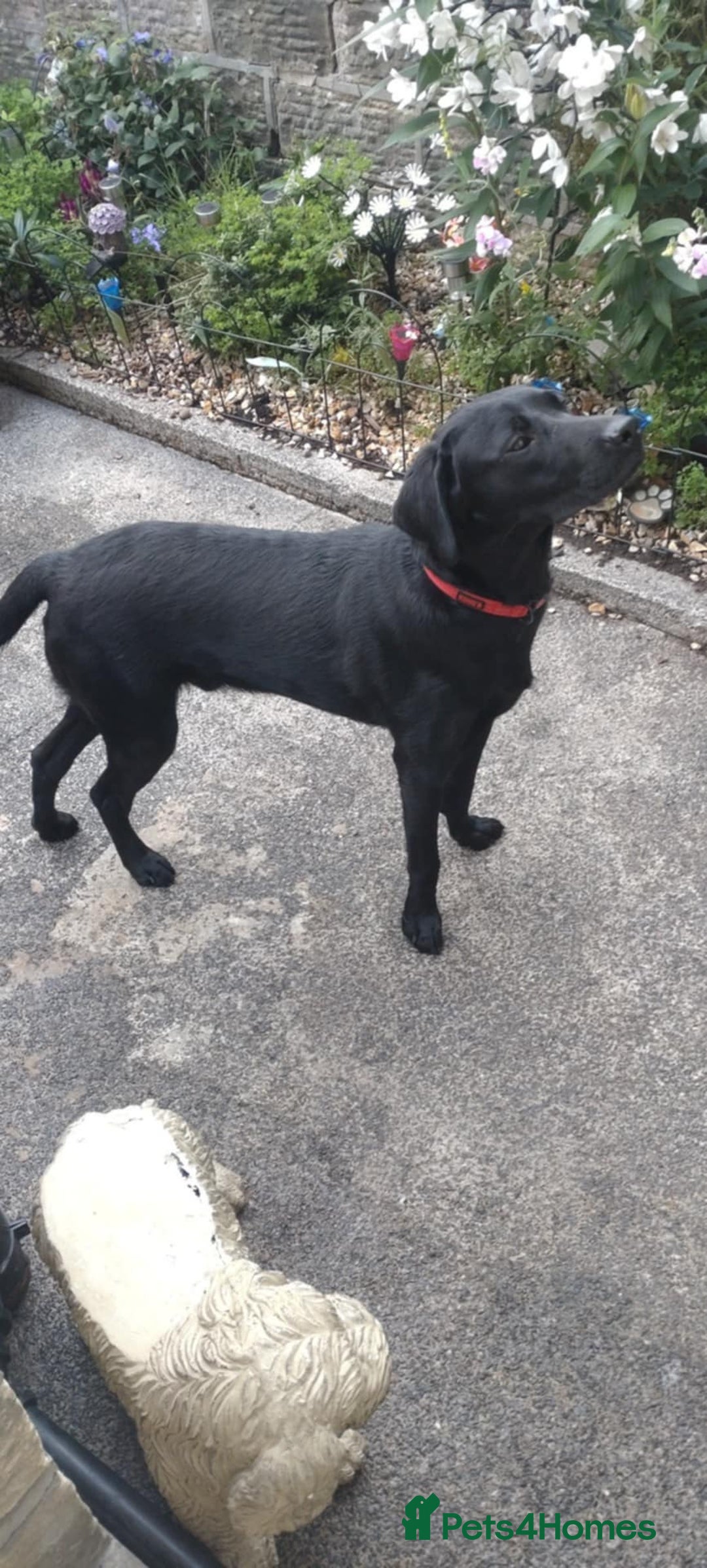 Labrador Retriever dogs for sale:  9 month old Black labrador male - Image 3