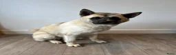 Akita dogs for sale: Beautiful Sweet American Akita Female - Advert 2