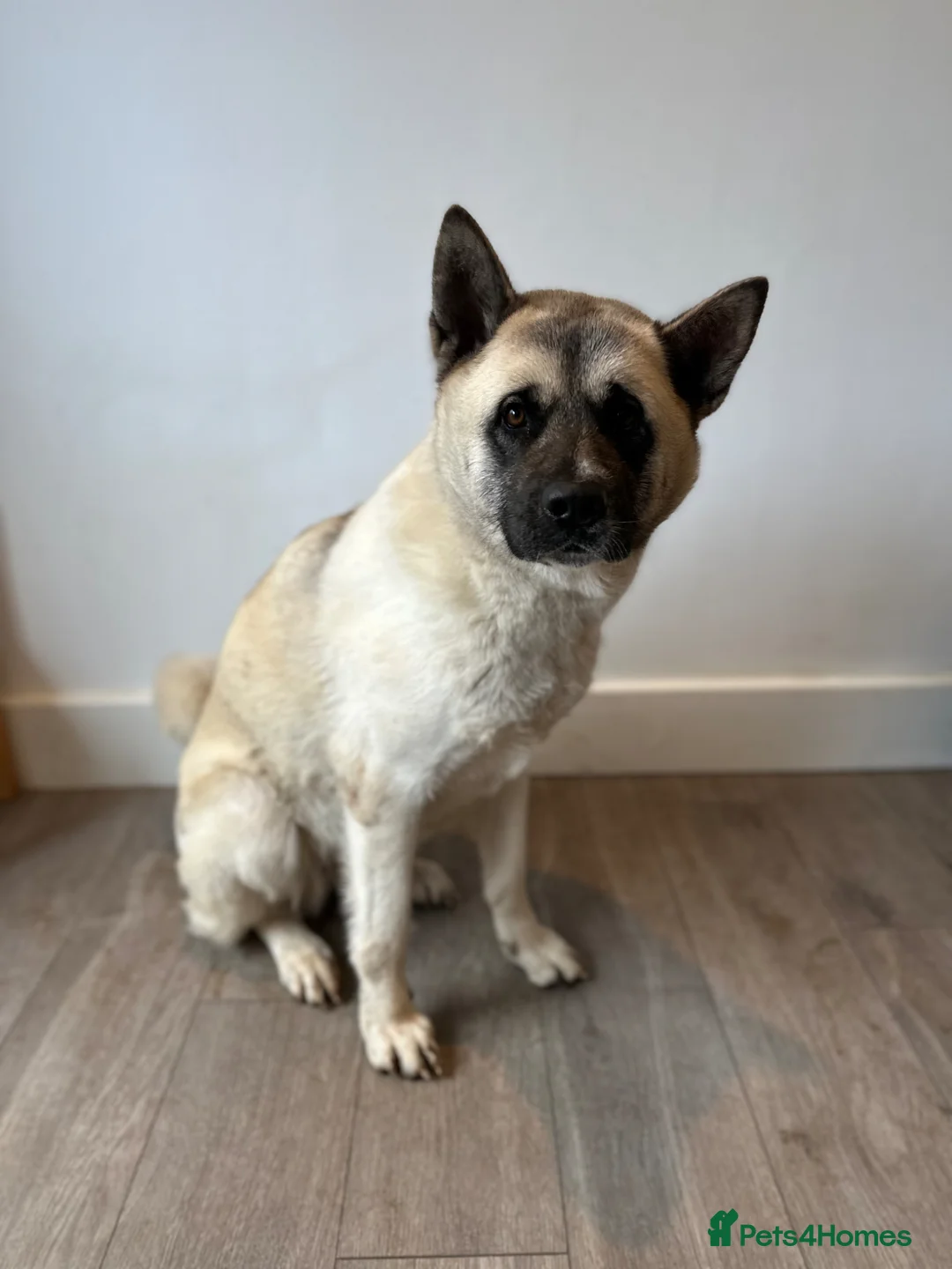 Akita dogs for sale: Beautiful Sweet American Akita Female - Advert 2