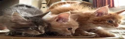 Maine Coon cats for sale: Russian line XXL Maine Coon, Last of reserv litter in Princes Risborough - Advert 8