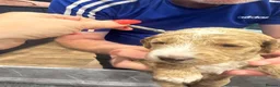 Goldendoodle dogs for sale: Golden doodles F2b L@@k reduced!!  - Advert 32