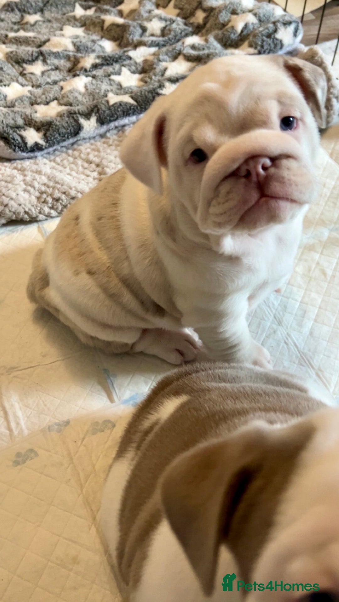 English Bulldog dogs for sale: Last Female English bulldog puppy  - Advert 4