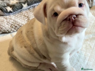 English Bulldog dogs English bulldog puppies ***10/10DNA - Advert 10