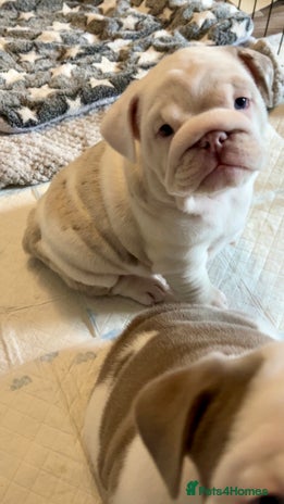 English Bulldog dogs English bulldog puppies ***10/10DNA - Advert 12