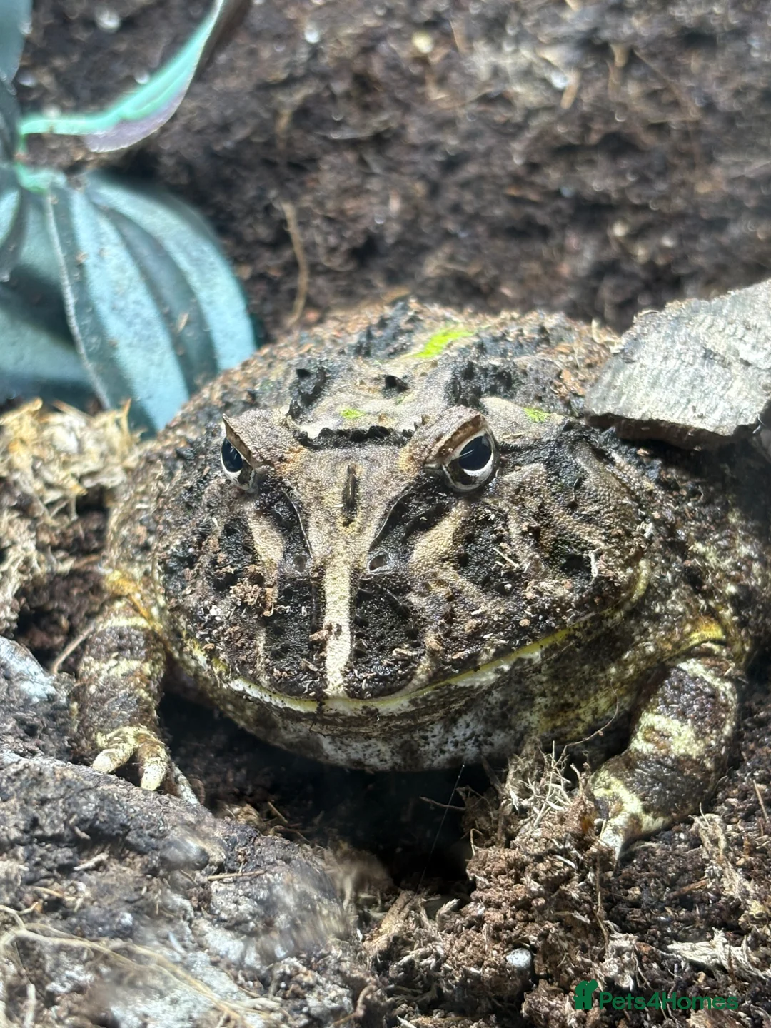 Frog reptiles for sale: Pac-Man frog and enclosure. - Advert 2