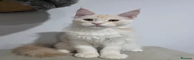 Maine Coon 2 - Boy