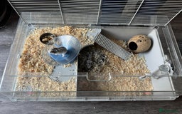 Hamster rodents for sale: Hamster+cage and all the toys  - Advert 3