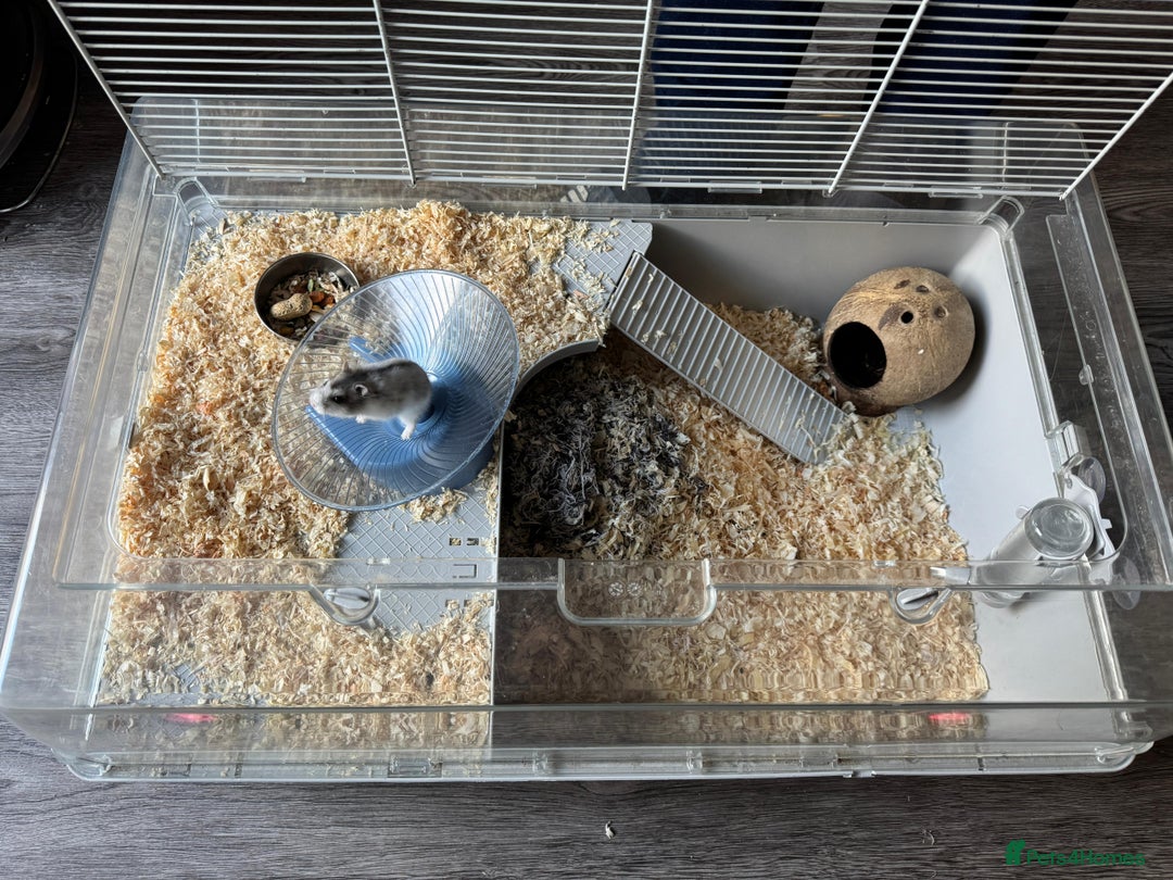 Hamster rodents for sale: Hamster+cage and all the toys  - Advert 3