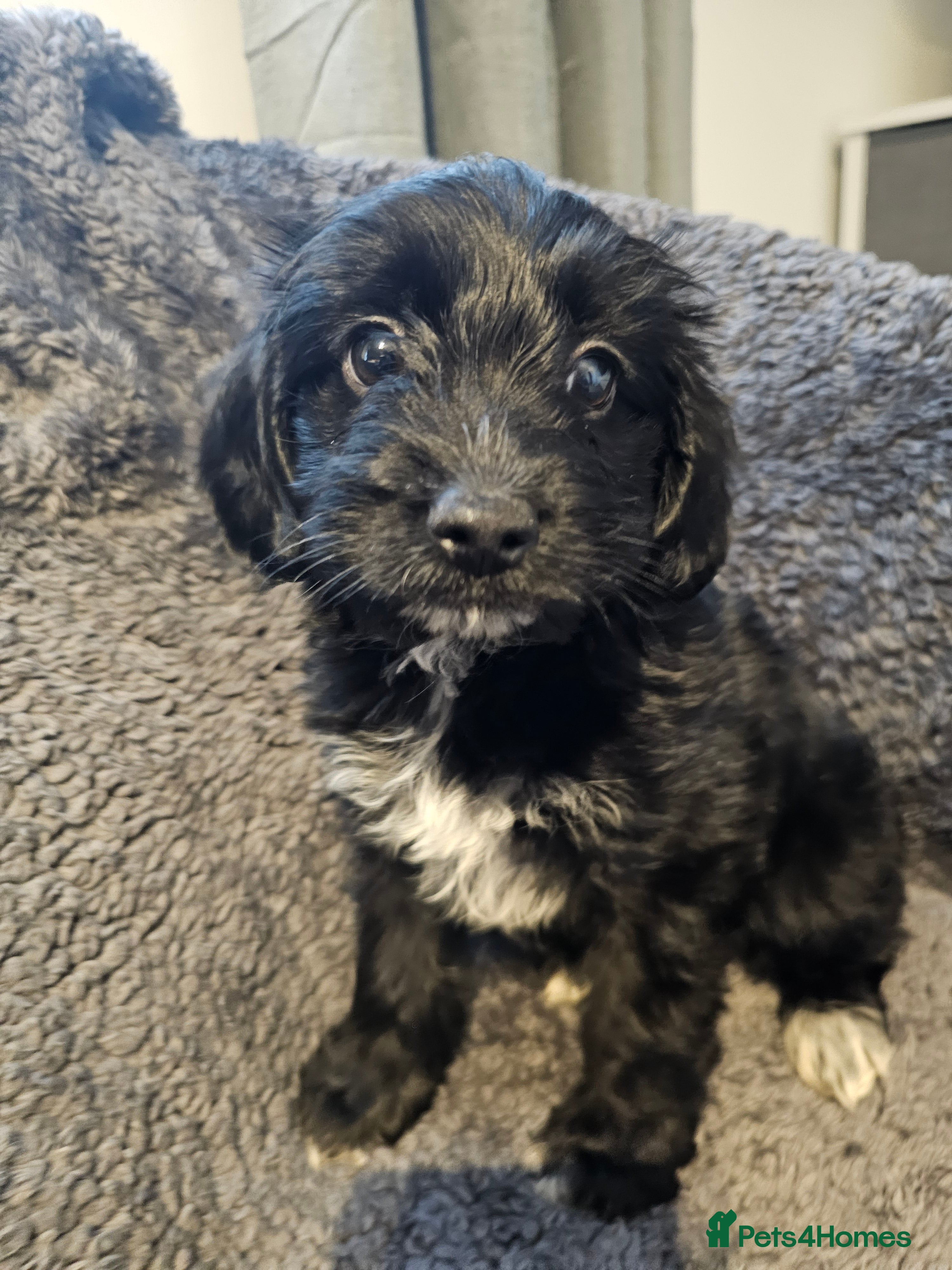 Mixed Breed dogs  **  Toy yorkipoo  - Advert 1