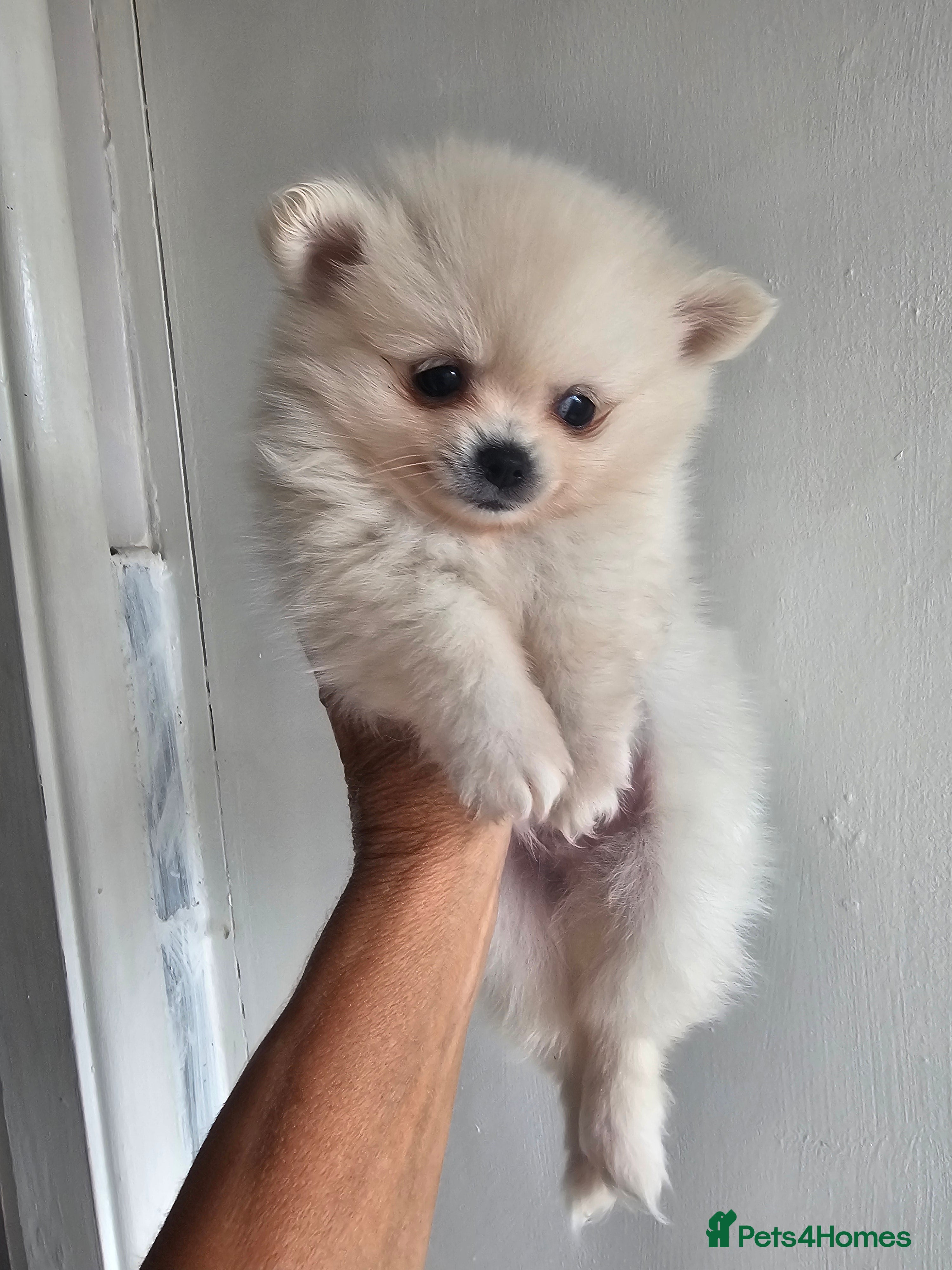 Pomchi Puppy 1