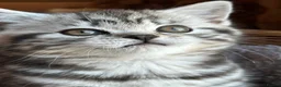 British Shorthair cats for sale: BSH stunning Silver Tabby kittens - Advert 19