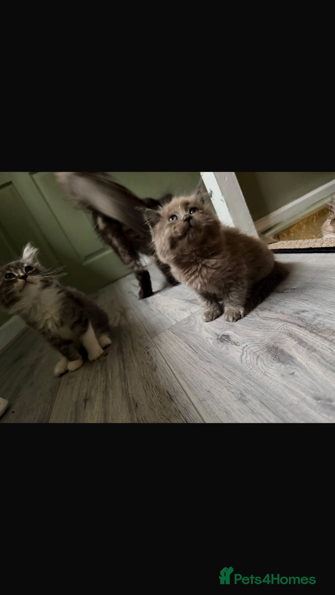 Maine Coon cats ready to leave🍁🎃 - Advert 1