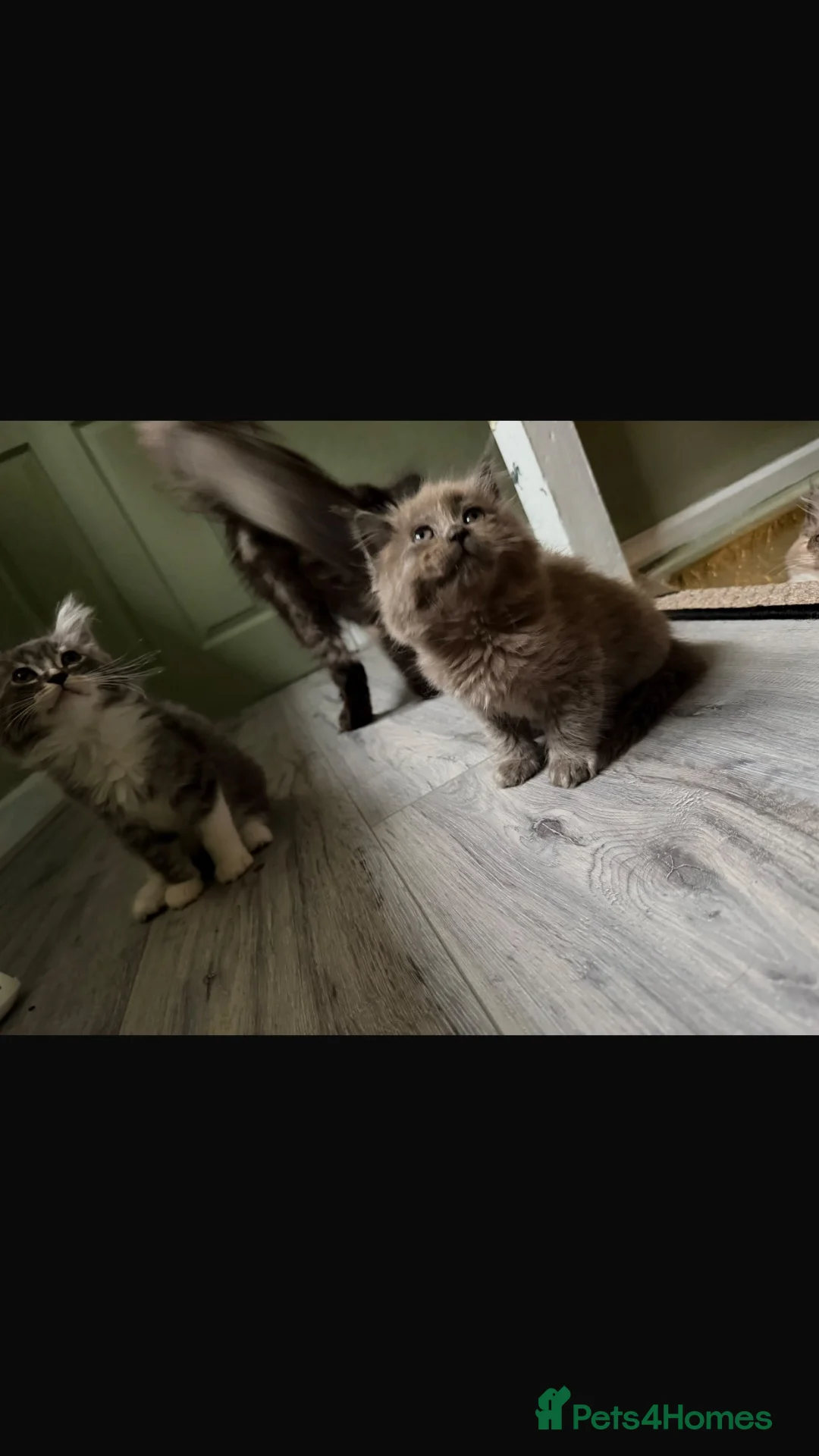 Maine Coon cats for sale: last boy 🎃🍁 - Advert 2