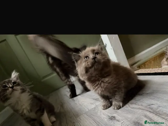 Maine Coon cats for sale: last boy 🎃🍁 - Advert 2