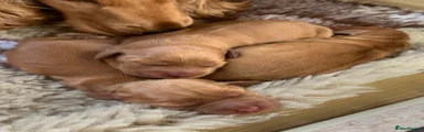 Cocker Spaniel 1
