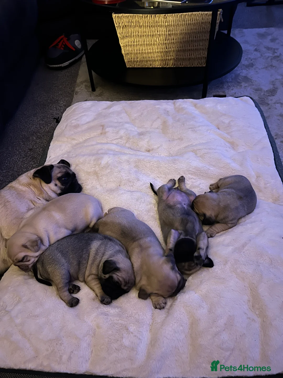 Pug dogs for sale: Top quality Pedigree pugs kc registered leeds - Advert 23