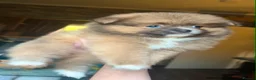 Pomeranian dogs for sale: Extra small Last Girl Pom  - Advert 12
