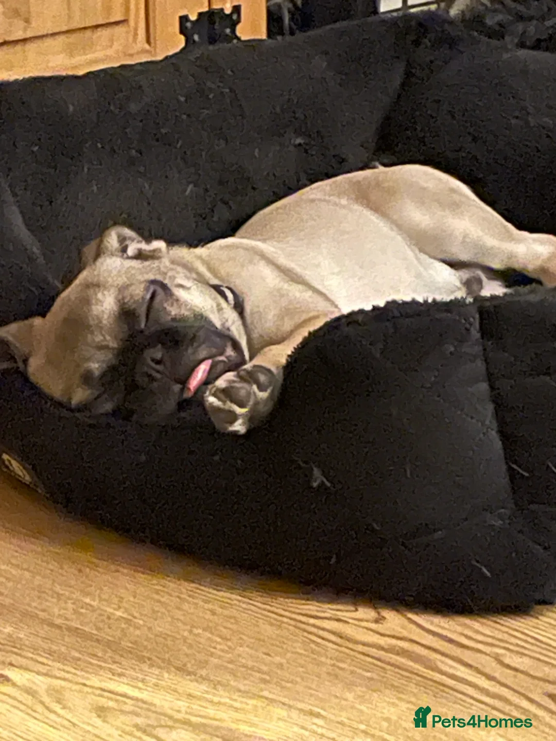 Pug dogs for sale: 5 months old boy - Advert 3