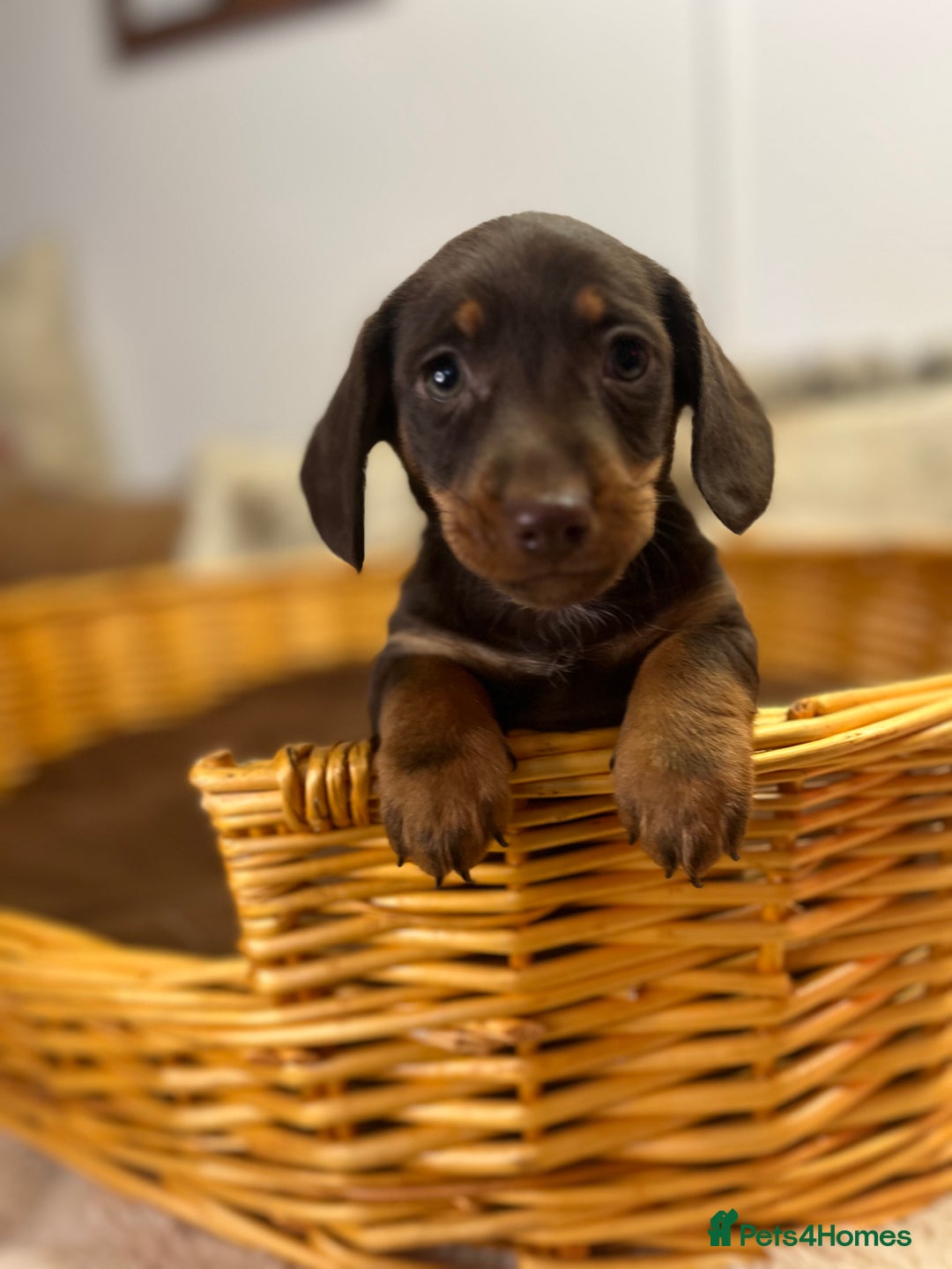 Dachshund dogs for sale: stunning gorgeous litter  - Advert 13