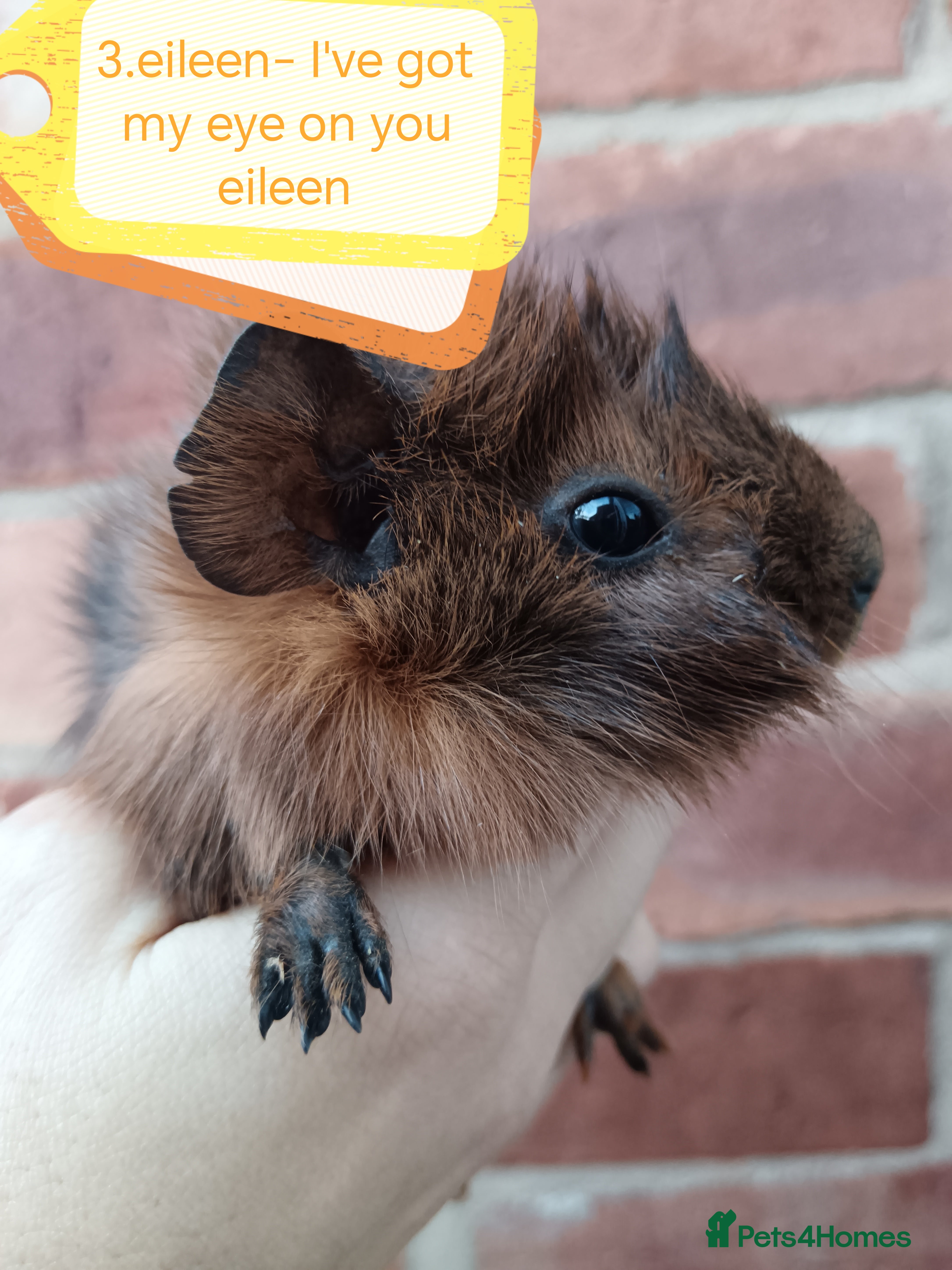 Guinea Pig rodents ♥️ Beautiful Abyssinian girl guinea pigs ♥️ - Advert 2