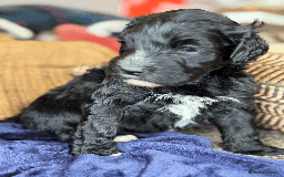 Portuguese Water Dog dogs for sale: ARTSEADOG KC registered Pure Portuguese Waterdogs - Image 13