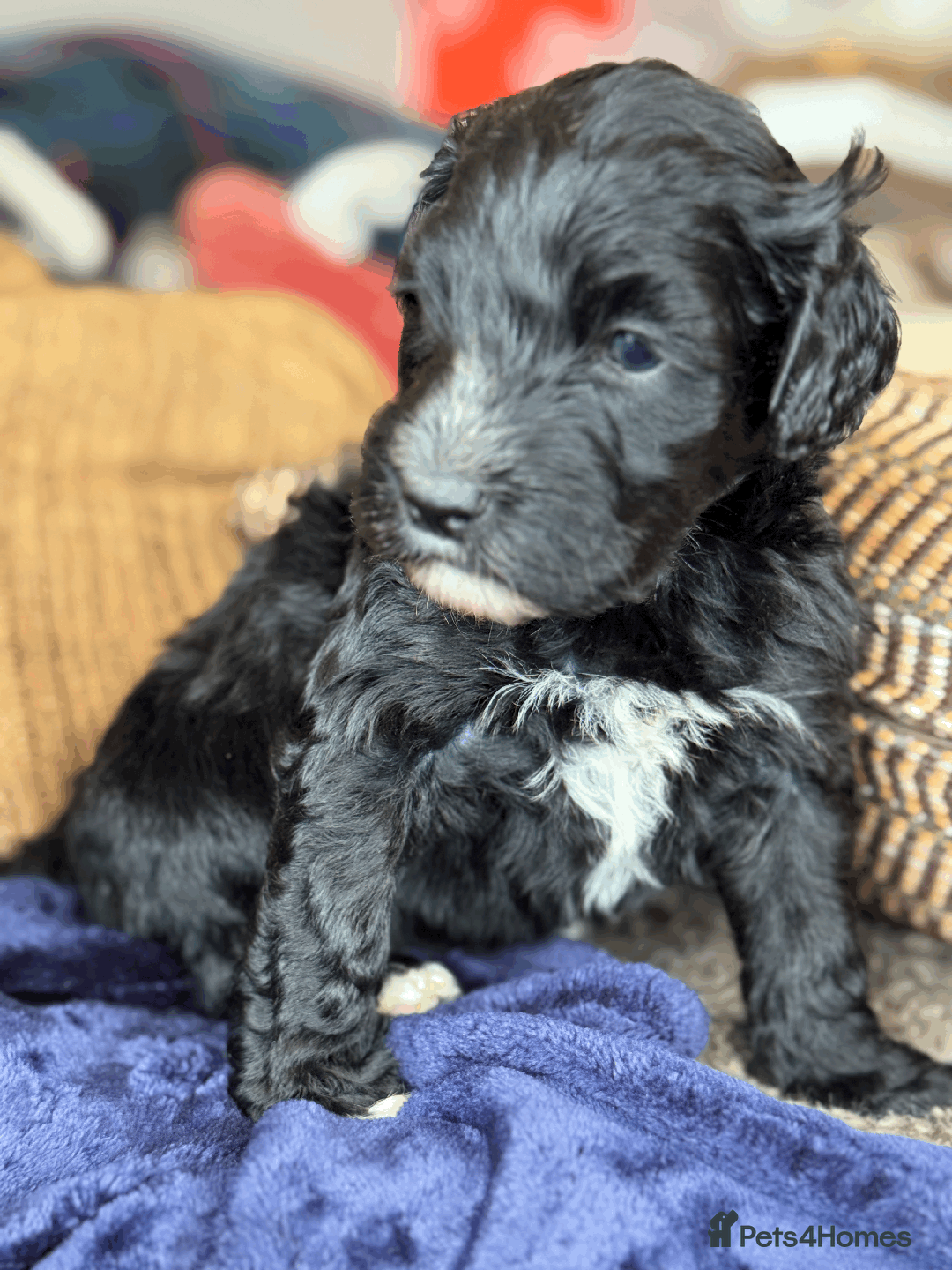 Portuguese Water Dog dogs for sale: ARTSEADOG KC registered Pure Portuguese Waterdogs - Image 13
