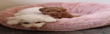  Tiny Toy Poodle 2