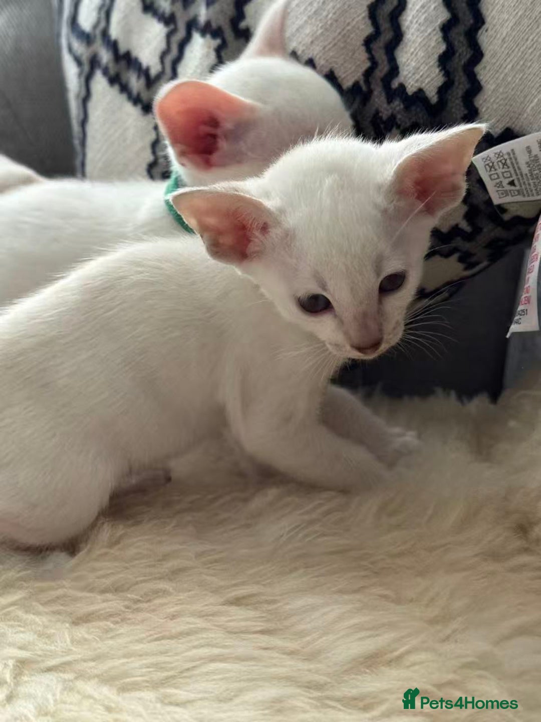 Siamese cats for sale: Beautiful Siamese Kittens – Ready February - Advert 7
