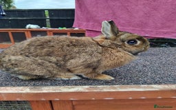 Netherland Dwarf rabbits for sale: Netherland dwarf rabbits  - Image 4
