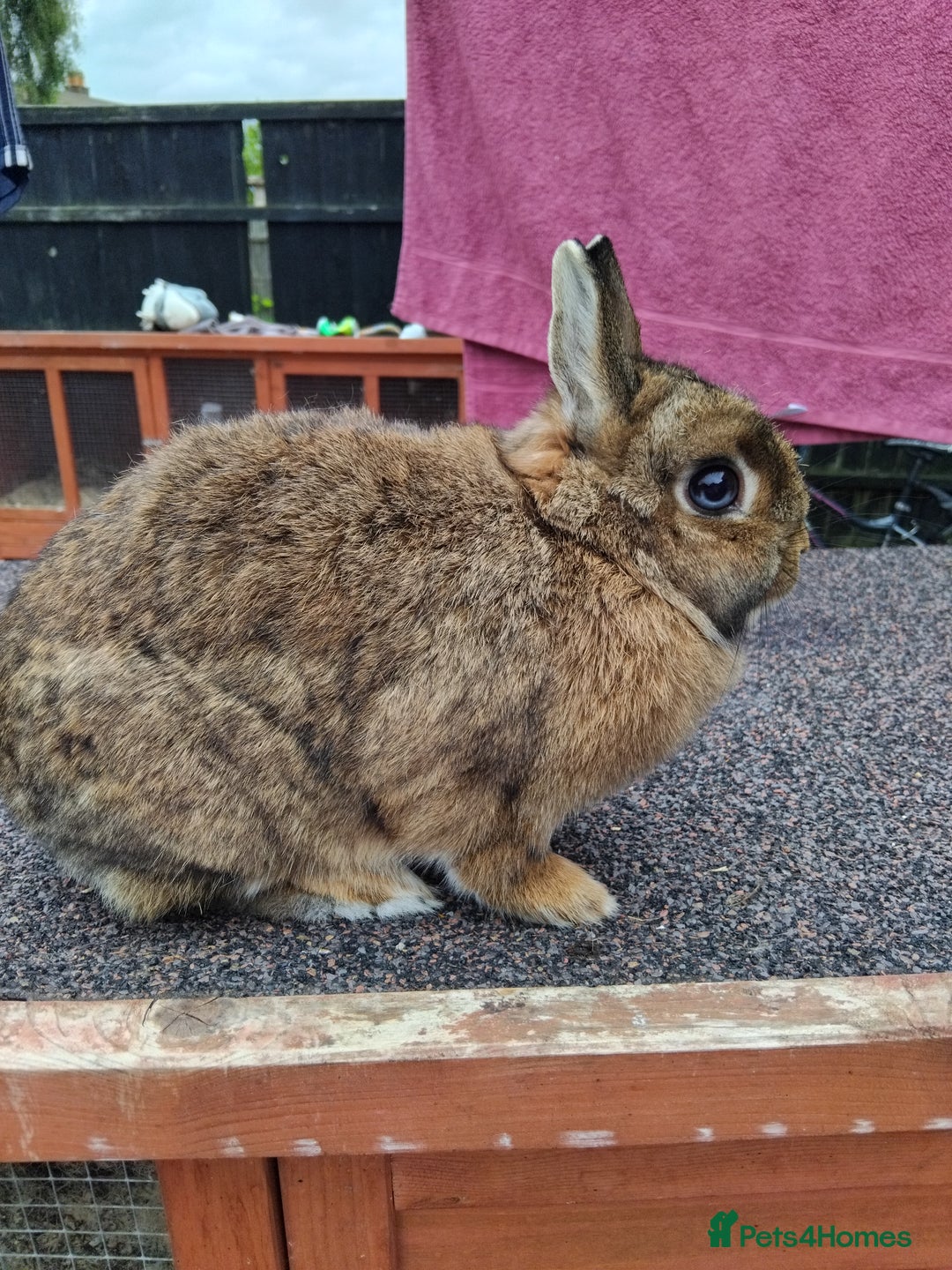 Netherland Dwarf rabbits for sale: Netherland dwarf rabbits  - Image 4
