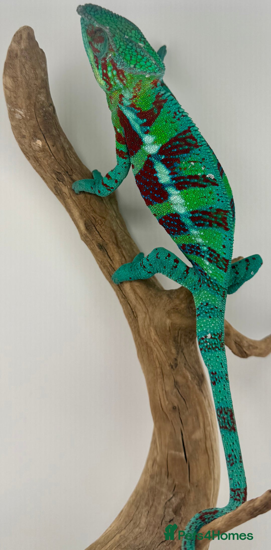 Chameleon reptiles for sale: Ambanja panther chameleon PURPLE  - Image 15