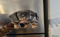 Dachshund dogs for sale: Short and long hair miniature dashund  - Image 14