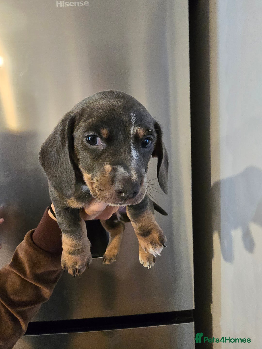Dachshund dogs for sale: Short and long hair miniature dashund  - Image 14